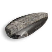 Orthoceras